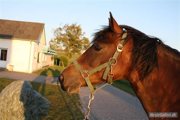 Connemara Mosegårdens Geena| - Model billede D. 13.06.09, Foto: Mig [; billede 16
