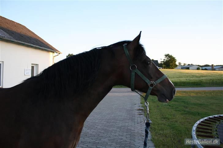 Connemara Mosegårdens Geena| - Model billede D. 13.06.09, Foto : Mig [; billede 17