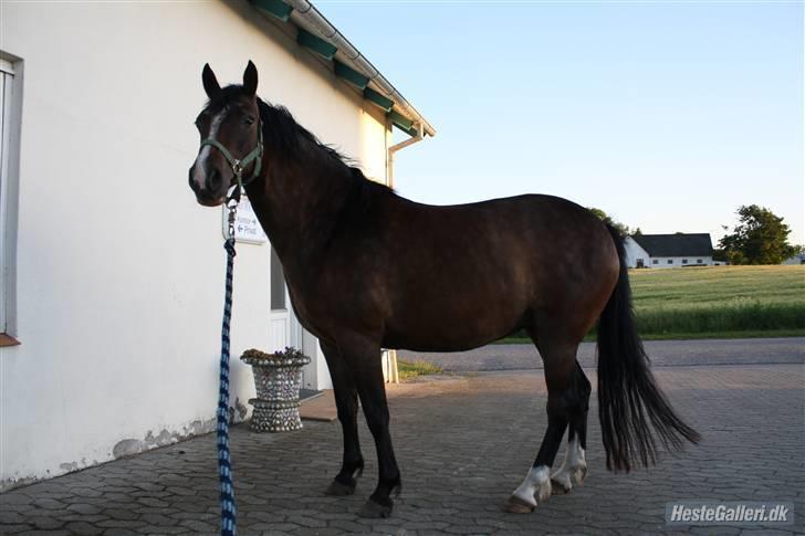 Connemara Mosegårdens Geena| - Model billede D. 13.06.09, Foto : Mig [; billede 19