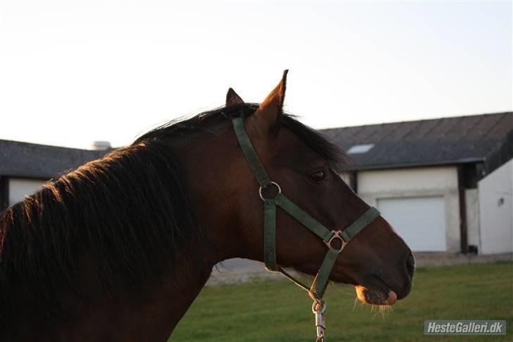 Connemara Mosegårdens Geena| - Model billede D. 13.06.09, Foto : Mig [; billede 20