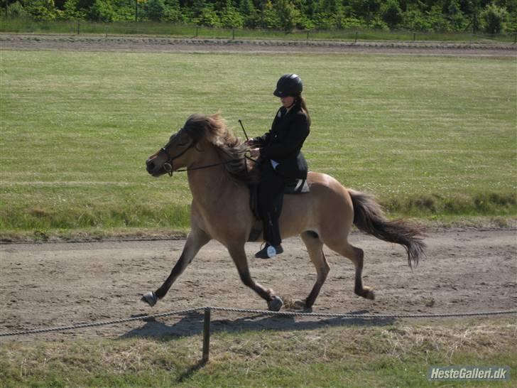 Islænder Snug fra Yggdrasil *SOLGT - Pinsestævnet 2009 <3  billede 8