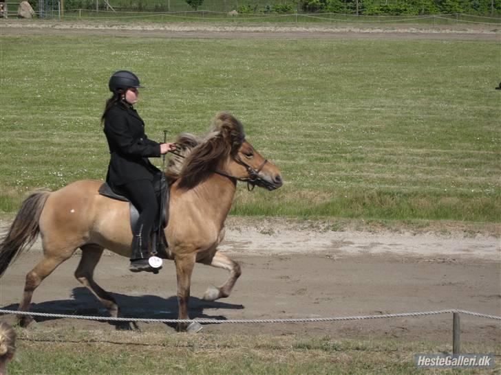 Islænder Snug fra Yggdrasil *SOLGT - Pinsestævnet 2009 <3  billede 10