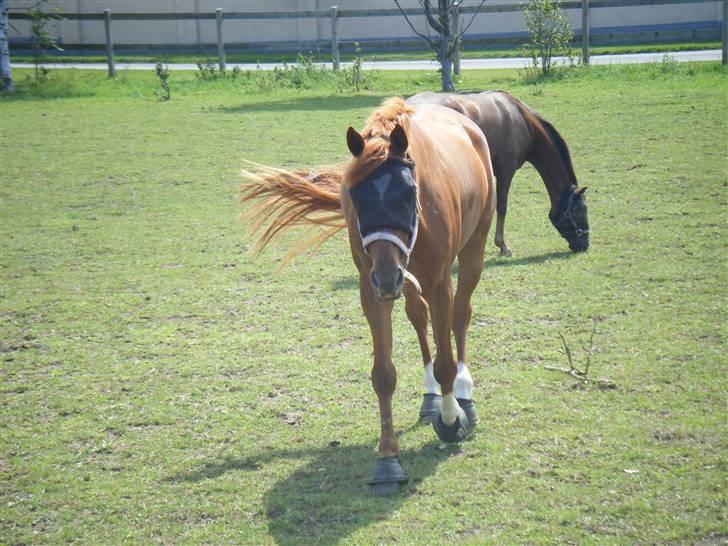 Dansk Varmblod Smejki Bernstein(part) billede 6