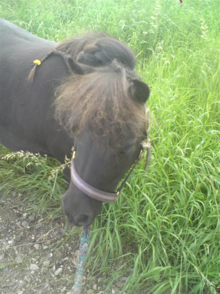 Shetlænder Bella - bella med vind i håret -hun mangler rockstar brillerne (; billede 1