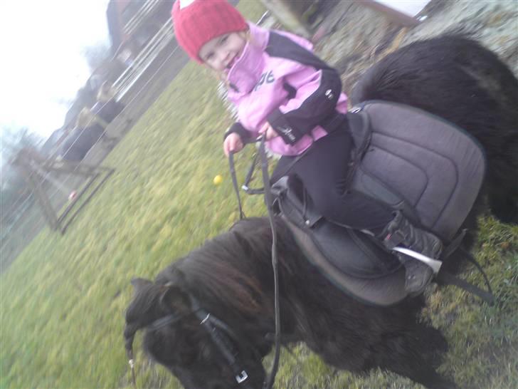 Shetlænder Bella - min niece på 4 og bella -hun forguder den hest (; billede 2