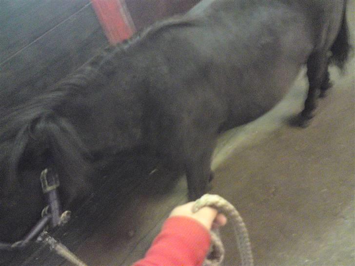 Shetlænder Bella - lige da bella kom ud på rideskolen -hun gad ikke stå stille, så hun var svær at tage billeder af :D billede 3