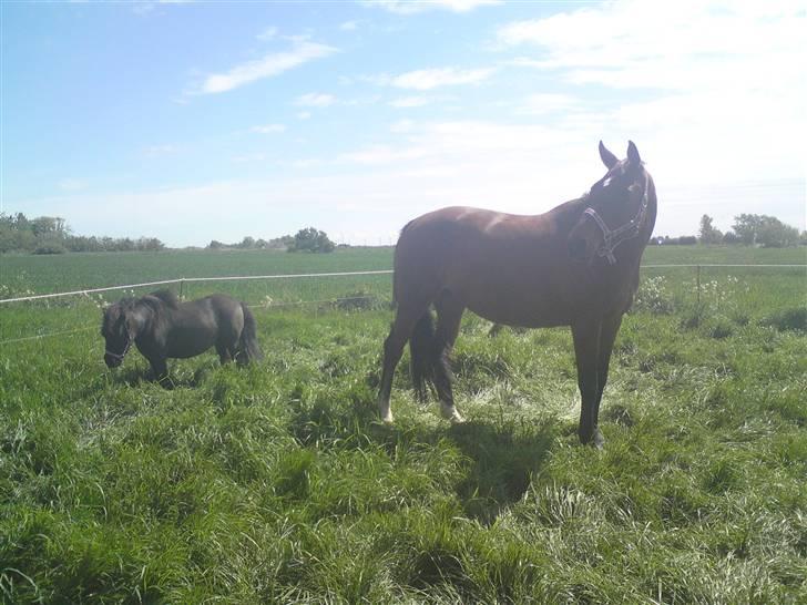 Shetlænder Bella - bella&mischa stener.. ;D billede 4