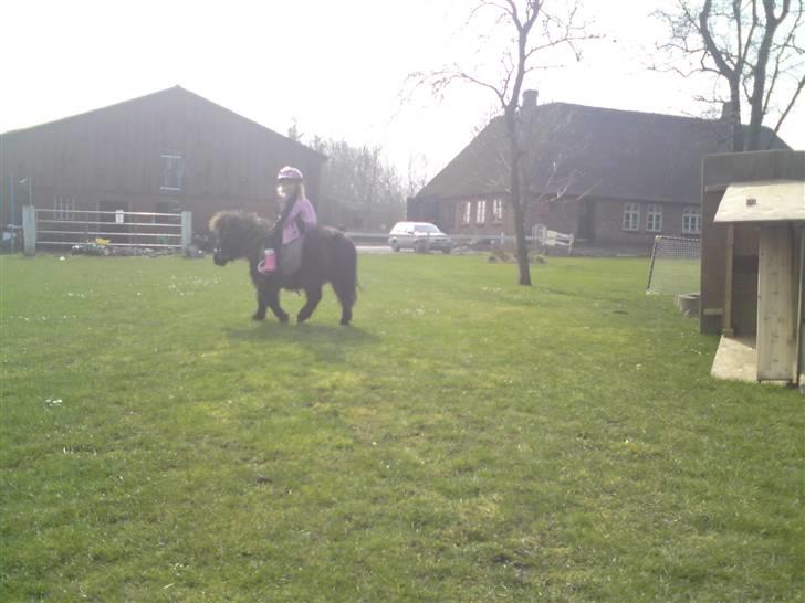 Shetlænder Bella - emilie ude og ride på bella (: billede 5