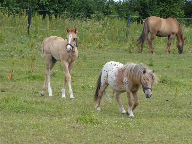 Anden særlig race rolex står i videbæk - godt med en god ven billede 10