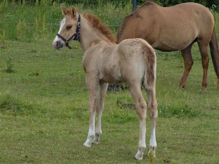 Anden særlig race rolex står i videbæk - nå vil pakke min kuffeter skal med mor på herrebesøg , hvad mon det er  billede 11