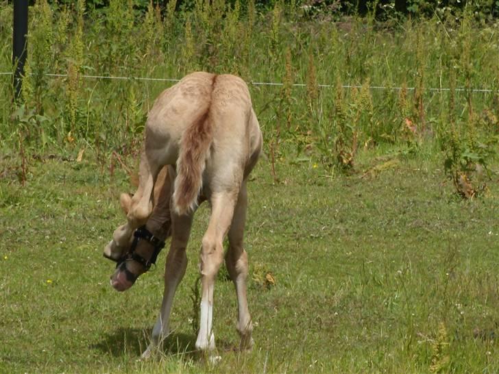 Anden særlig race rolex står i videbæk billede 12