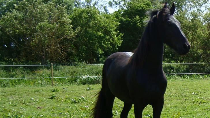 Frieser Zejr Zefyr  billede 8