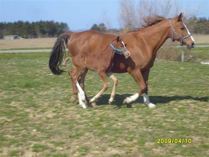 Frederiksborg Watzon Brentedal billede 2