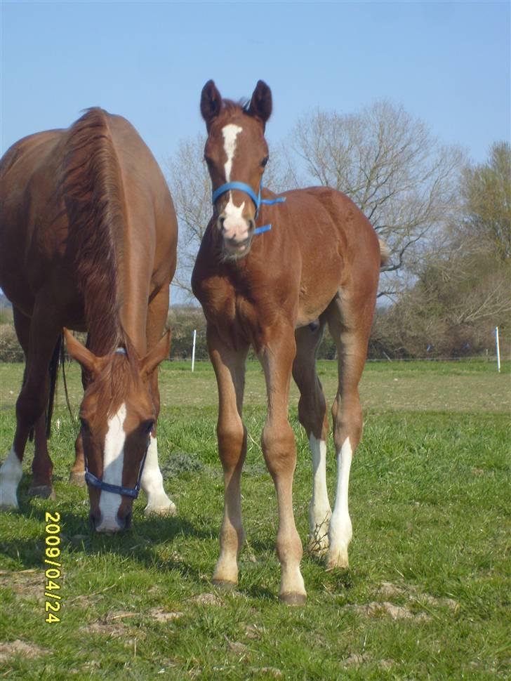 Frederiksborg Watzon Brentedal billede 4