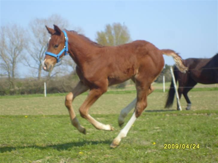 Frederiksborg Watzon Brentedal billede 5