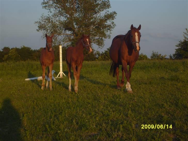 Frederiksborg Watzon Brentedal billede 7