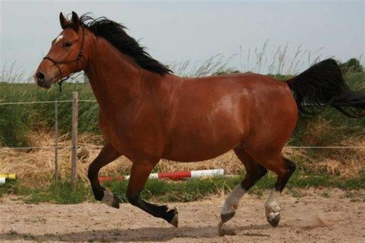 Anden særlig race Delano <3 Himmel hest <3 billede 11