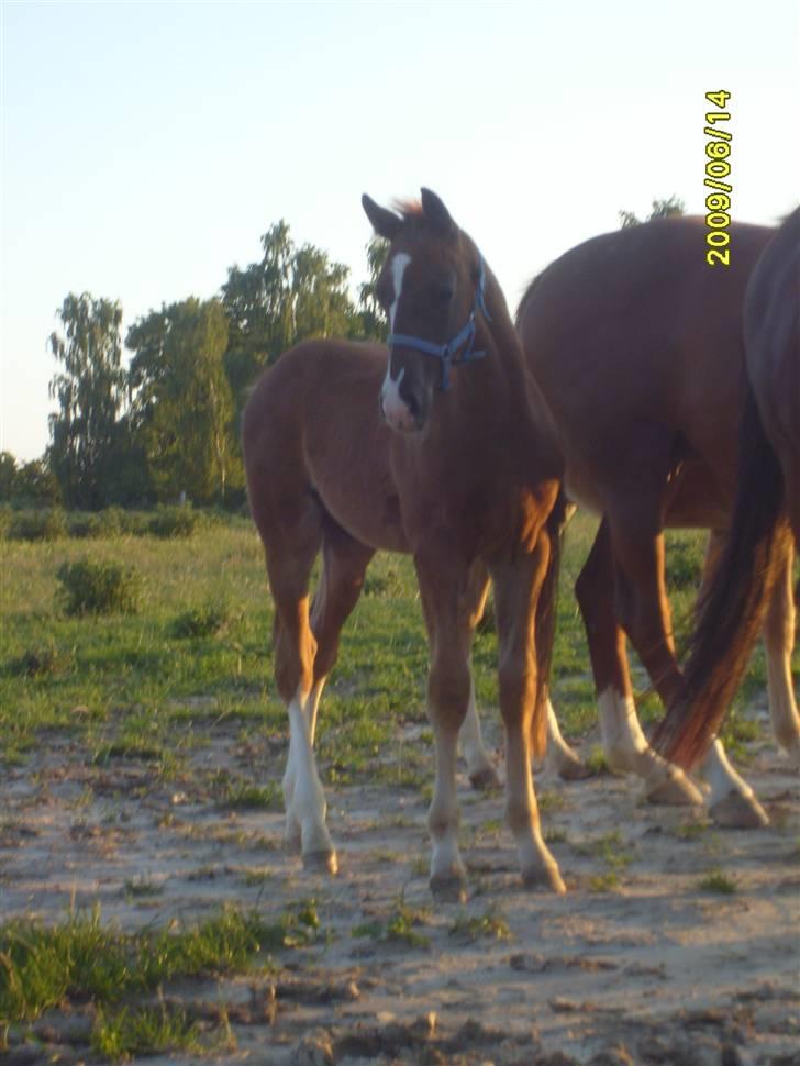 Frederiksborg Watzon Brentedal billede 9