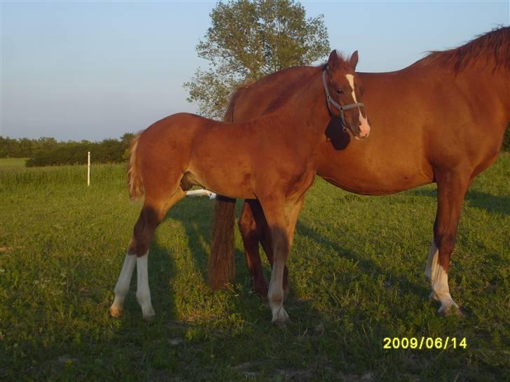 Frederiksborg Watzon Brentedal billede 10