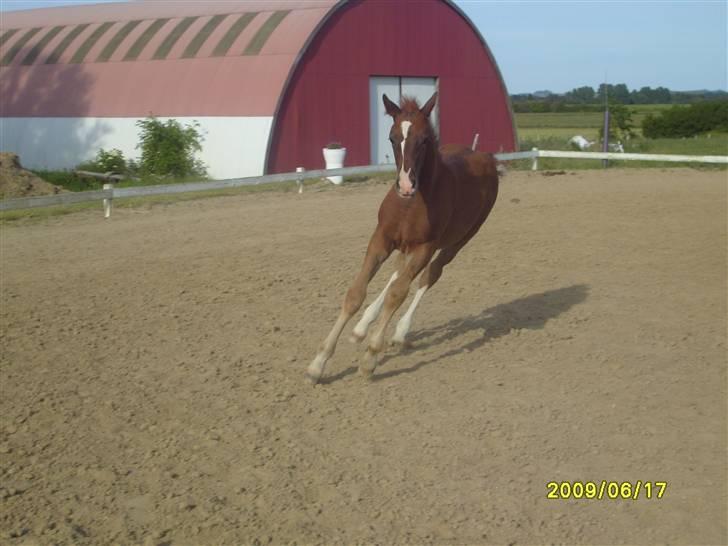 Frederiksborg Watzon Brentedal billede 11
