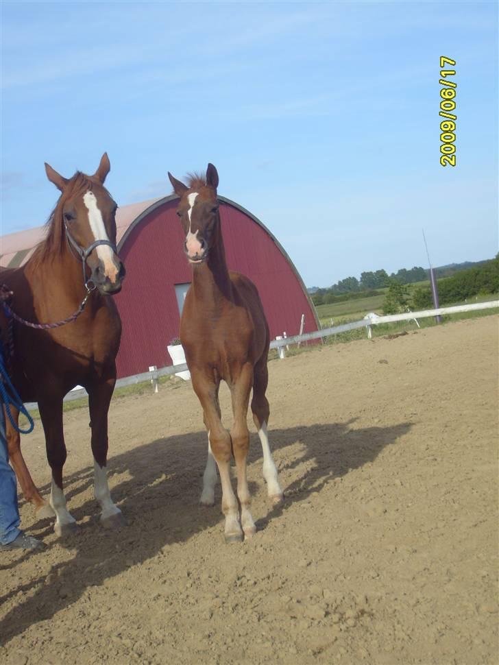 Frederiksborg Watzon Brentedal billede 12
