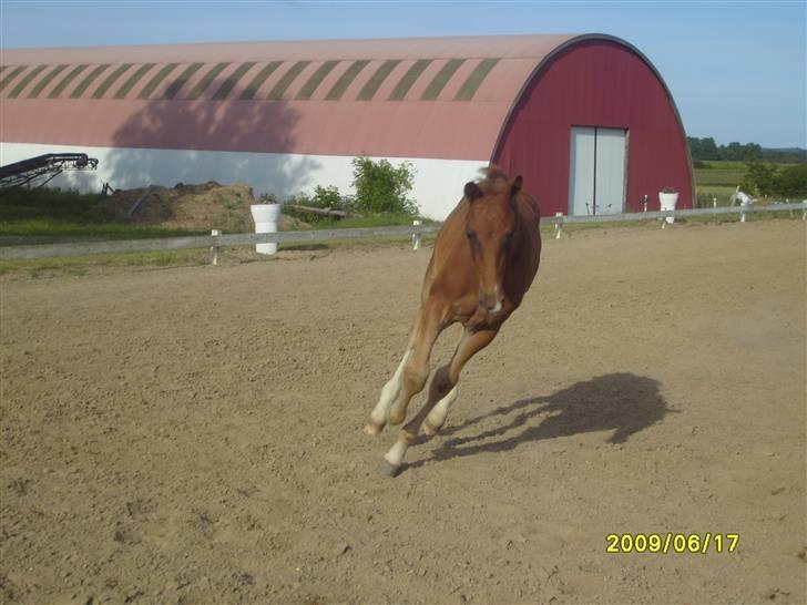Frederiksborg Zacato Brentedal billede 1