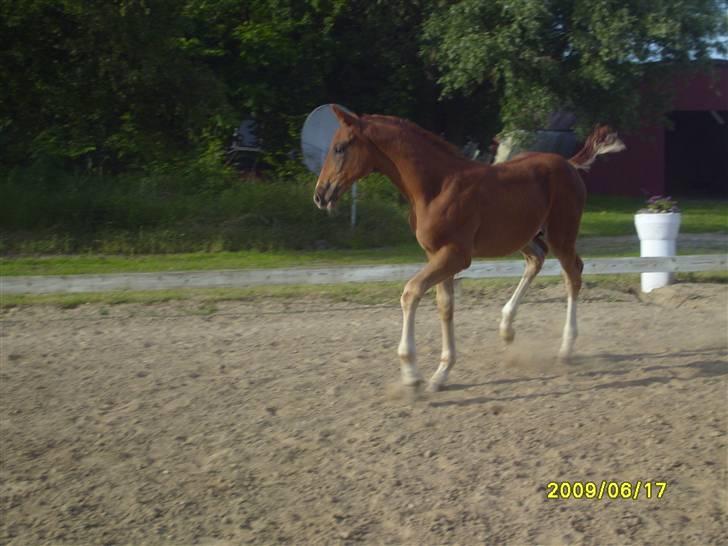 Frederiksborg Zacato Brentedal billede 2