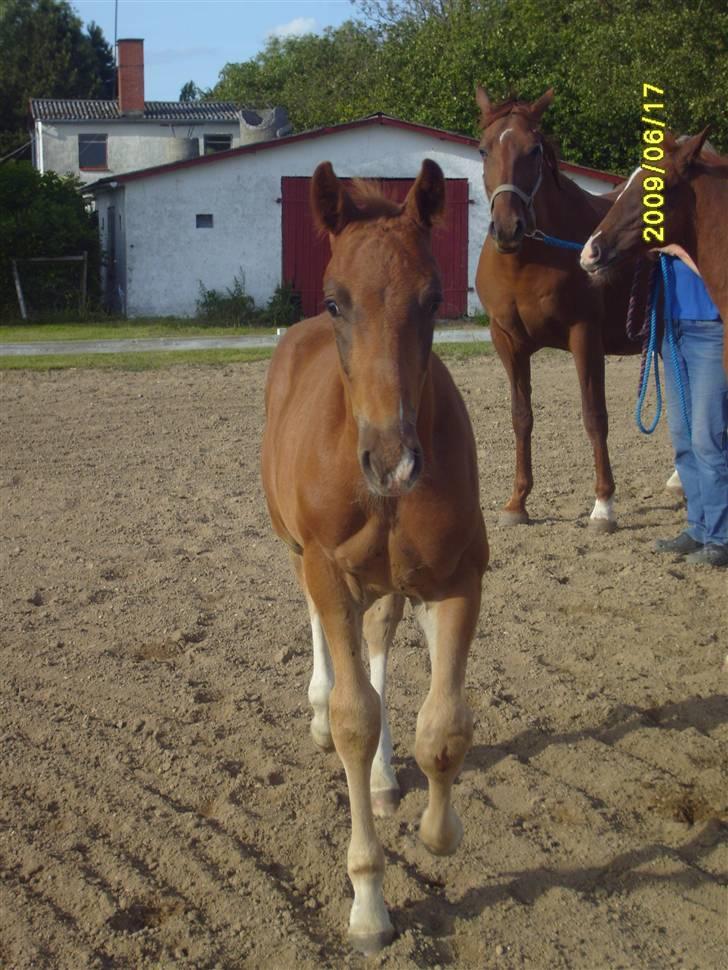 Frederiksborg Zacato Brentedal billede 3