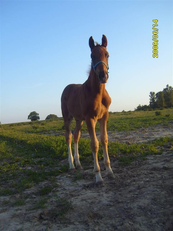 Frederiksborg Zacato Brentedal billede 5