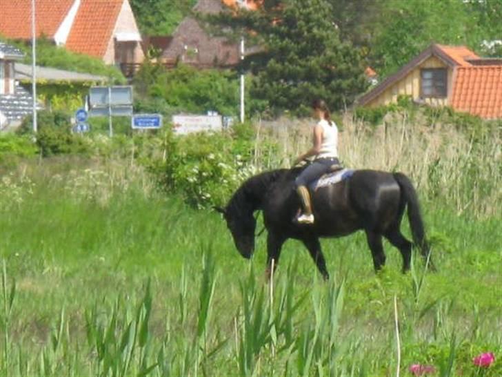 Oldenborg chip nygård - oppe på landjorden igen :-) billede 17