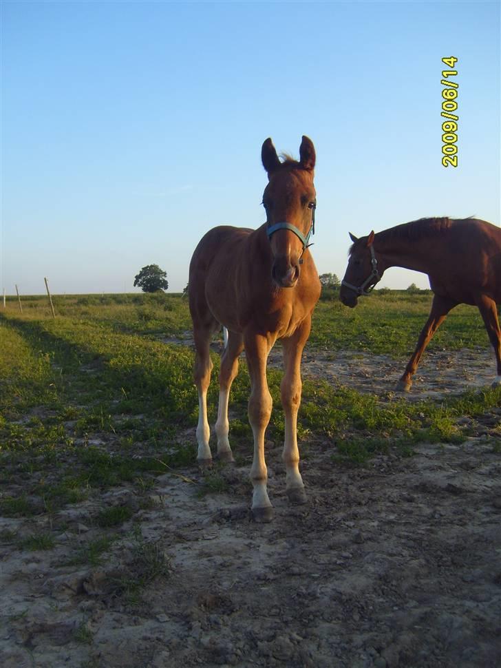 Frederiksborg Zacato Brentedal billede 6