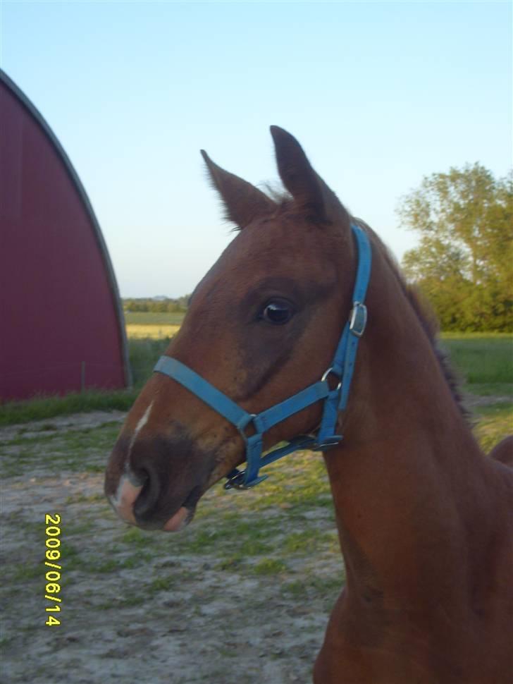 Frederiksborg Zacato Brentedal billede 7