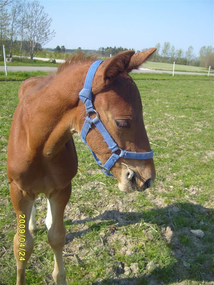 Frederiksborg Zacato Brentedal billede 8