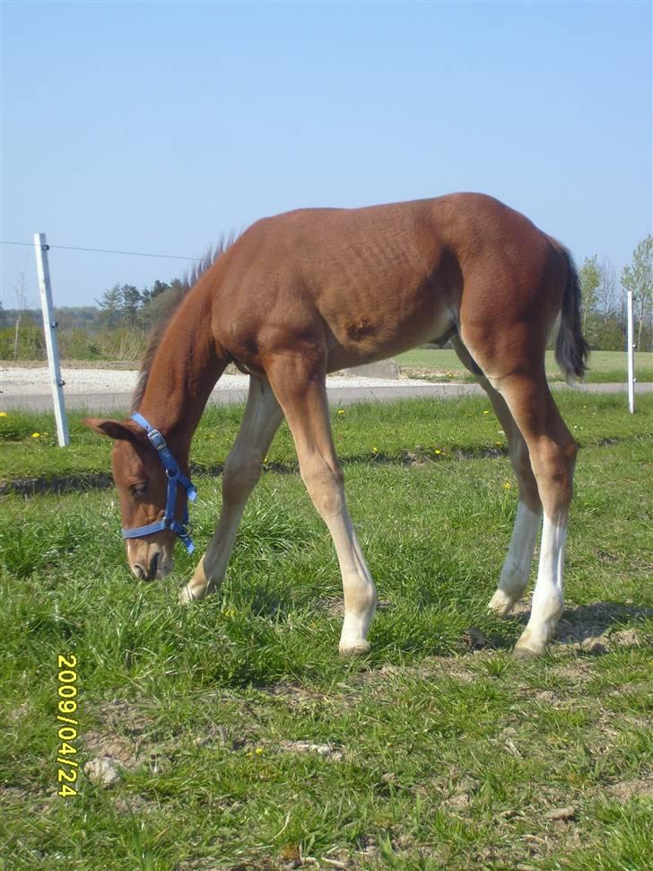 Frederiksborg Zacato Brentedal billede 10