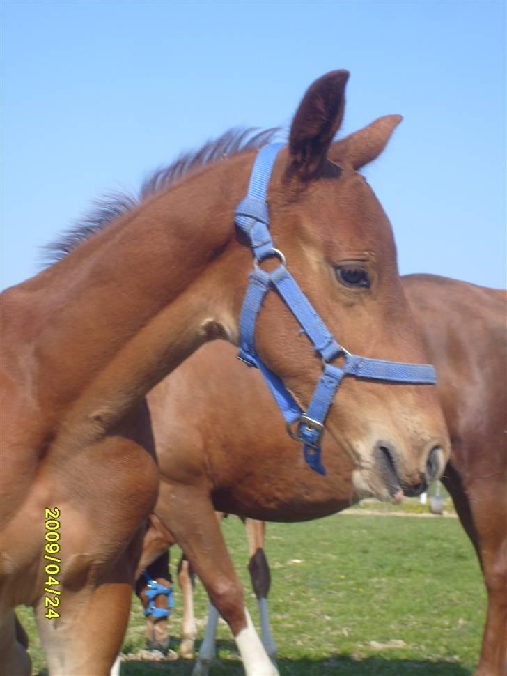 Frederiksborg Zacato Brentedal billede 11