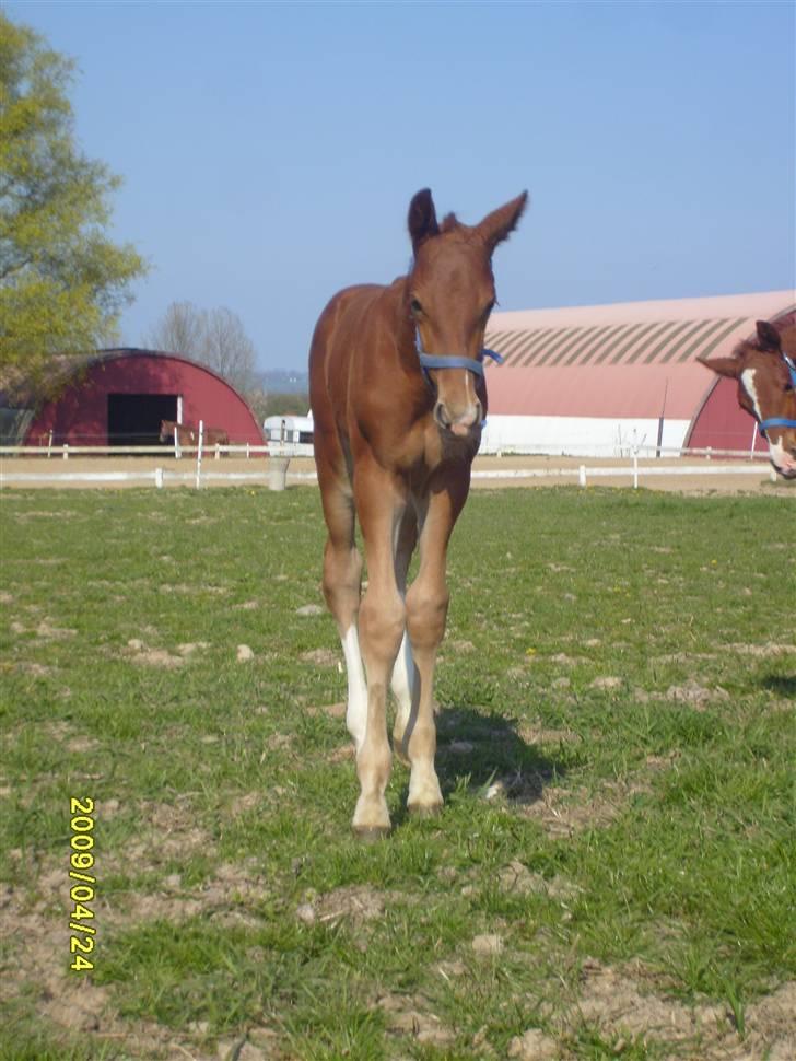 Frederiksborg Zacato Brentedal billede 12