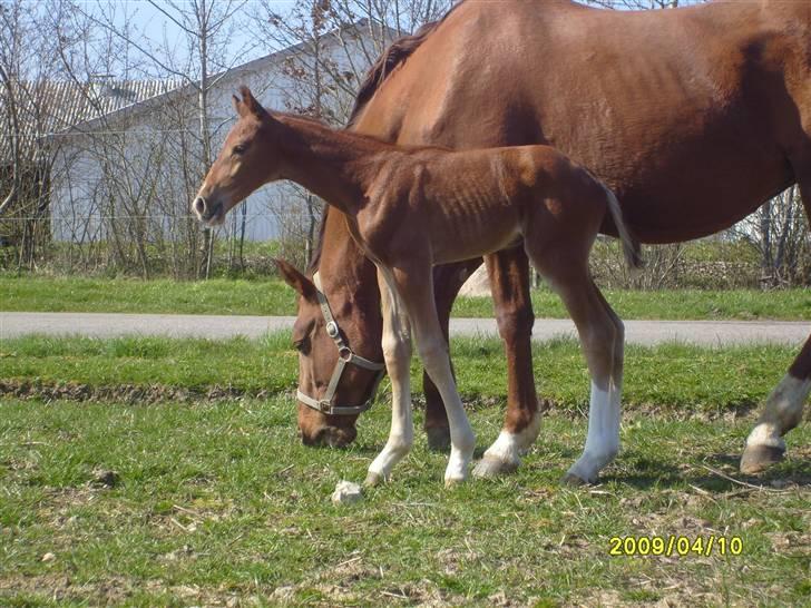 Frederiksborg Zacato Brentedal billede 13