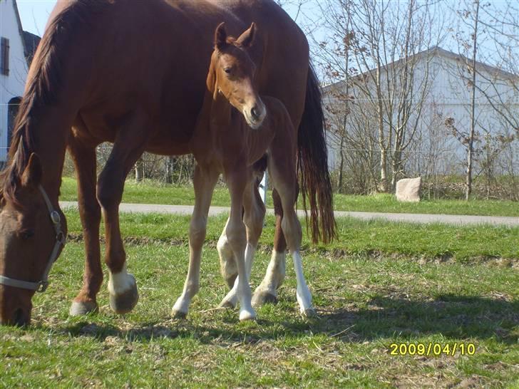 Frederiksborg Zacato Brentedal billede 14