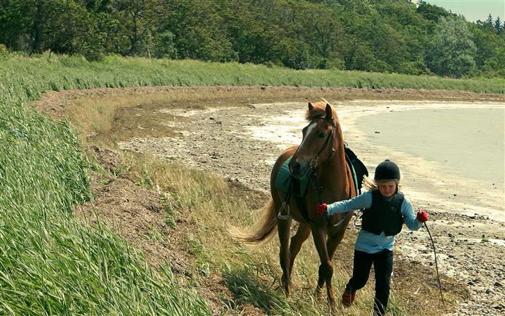 Islænder Baldur Petit - Du SKAL denne her vej og ikke ned til de andre heste. billede 3