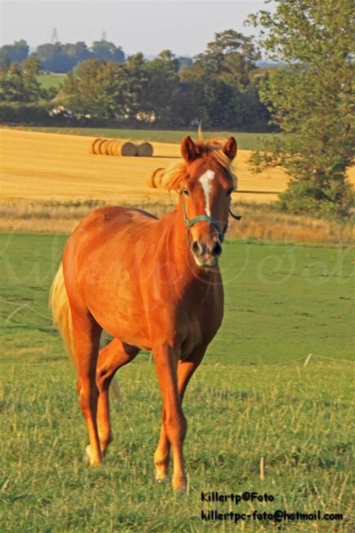 Islænder Baldur Petit billede 5