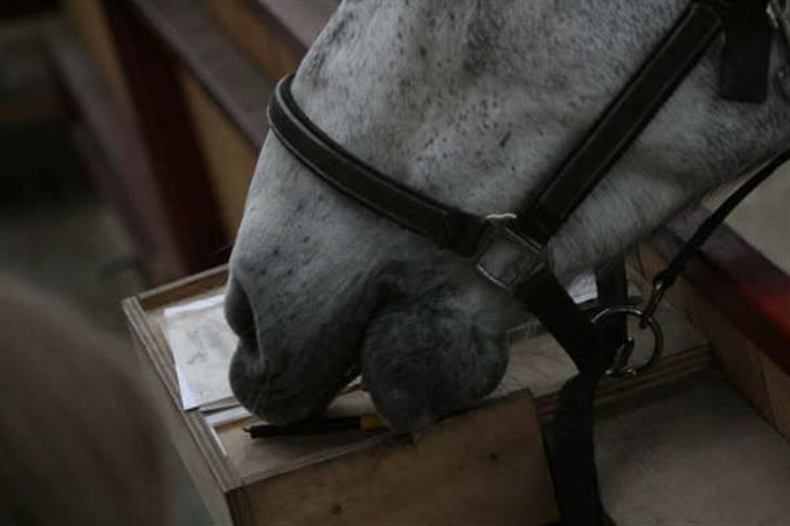 Anden særlig race | Chello Højgård | billede 17