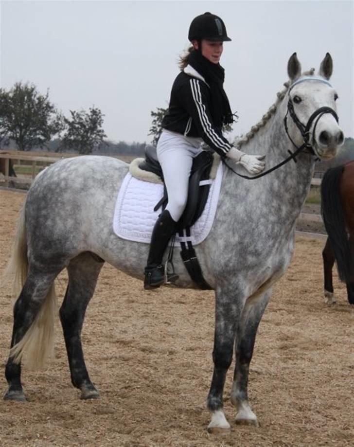 Anden særlig race | Chello Højgård | billede 18