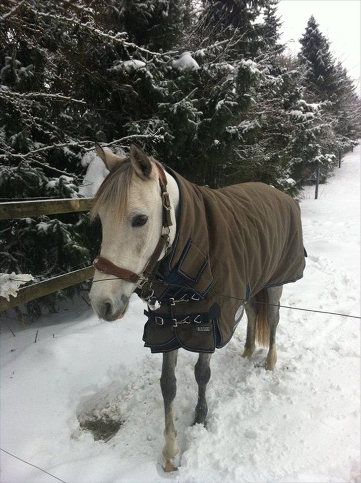 Welsh Pony (sec B) Fjordvangens Evian - <3 billede 15