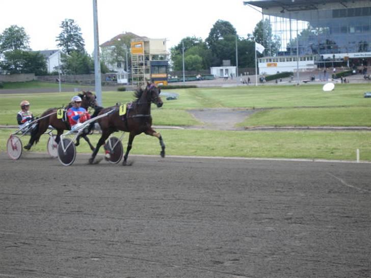 Traver Nimbus ( pas hest) Solgt  - i løb billede 13
