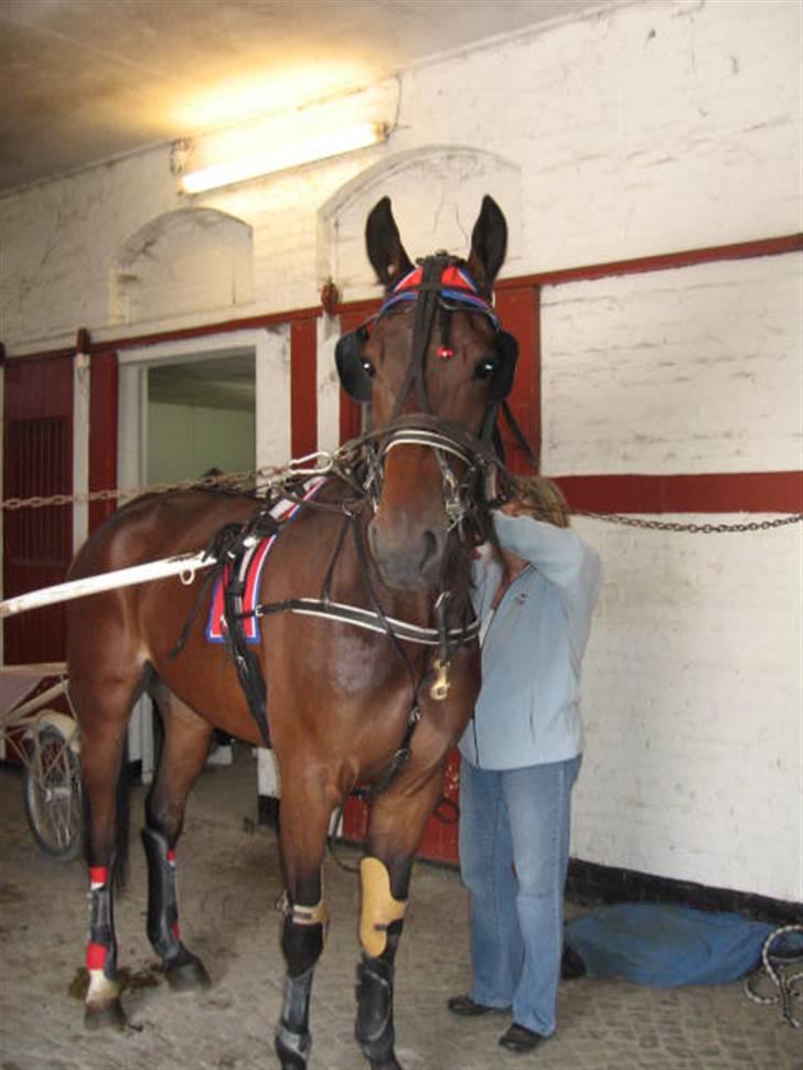 Traver Nimbus ( pas hest) Solgt  - Helle gør mig klar til løb billede 14