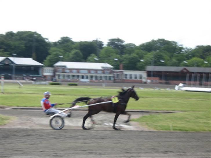 Traver Nimbus ( pas hest) Solgt  - opvarming før løb billede 15