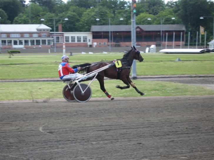 Traver Nimbus ( pas hest) Solgt  - LÆG mærke til hans BEN! de rør ikke jorden billede 16