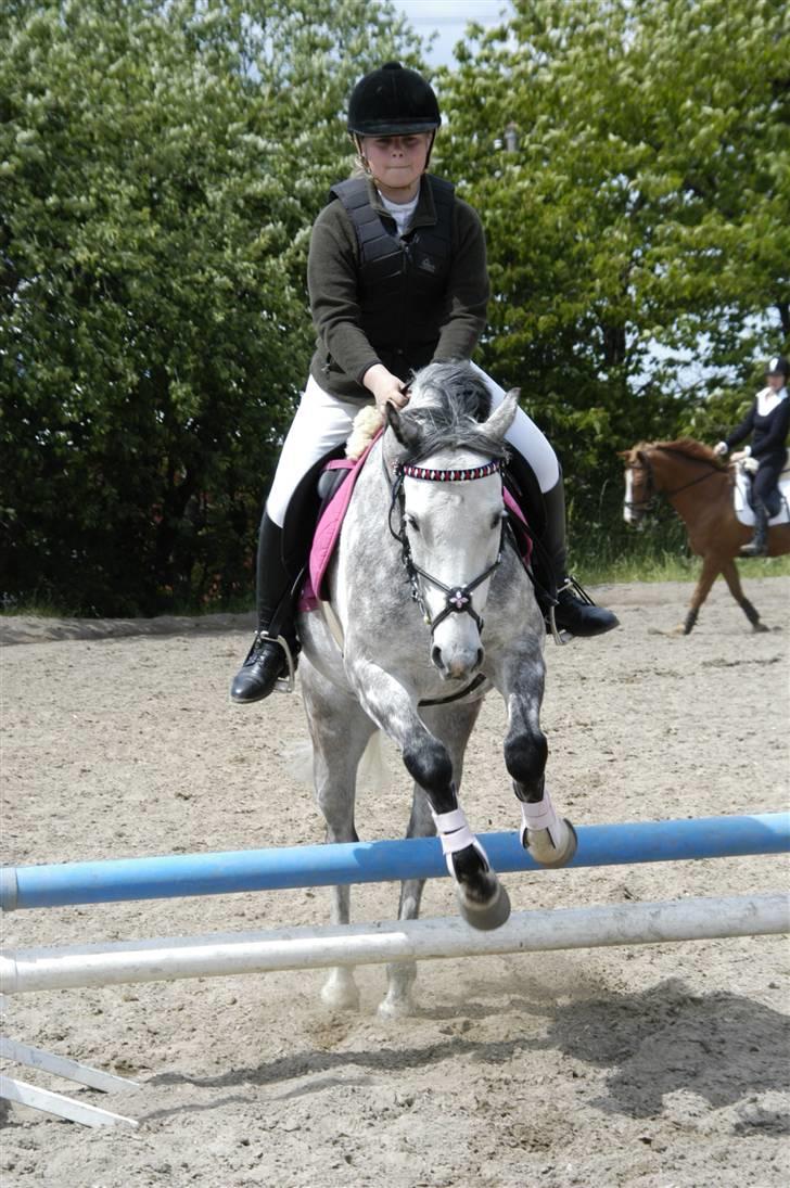 New Forest Firfod Filejs  - stævne på FHSR billede 14