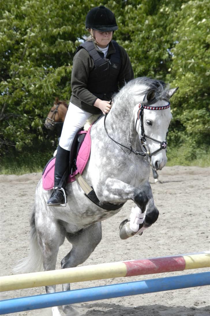 New Forest Firfod Filejs  - stævne på FHSR billede 15