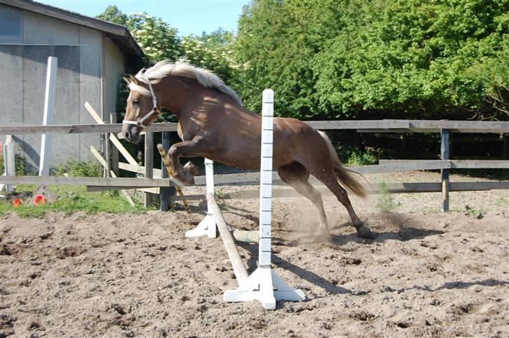 Haflinger Duchess *Prinsessen*  - løsspring, fordi du har talent <3 billede 14